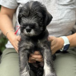 Cherry - Red collar - NATURAL girl - Pepper and salt female Standard Schnauzer puppy in Mamaroneck, New York from Harbor Hill Standard Schnauzers