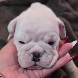 Pepper - White male Bulldog puppy in Brookshire, Texas from Nelda Fernandez