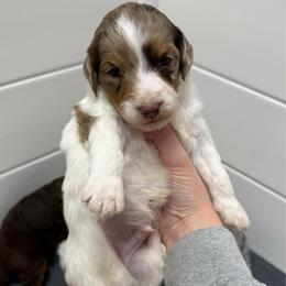 Biscoff - Brown merle male Aussiedoodle puppy in Heber City, Utah from Junipersdoodles