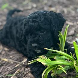 Elliott - Black male Cockapoo puppy in Marietta, South Carolina from River Falls Cockapoos