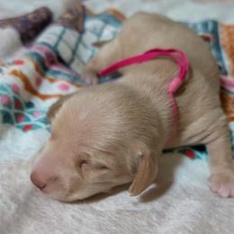 Ms pink - Wheaten female Dachshund puppy in Vernonia, Oregon from Living Hope Dobies and Doxies