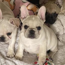 Bulldogs, French Bulldogs, and Pembroke Welsh Corgis from DiNels Pembroke welsh corgis