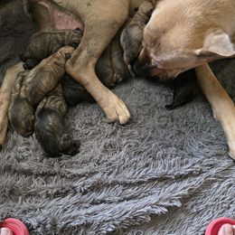 Cane Corso Puppies from Diamond Ridge Cane Corsos
