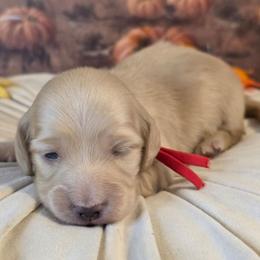 Finch - Cream male Dachshund puppy in Romney, Indiana from Brown's Valley Dachshunds