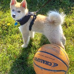 Pomskies and Shiba Inu from Arctic Kennels (Pomskies, Akitas & Shibas)