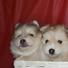Pomsky Puppies from Pom Pom Pomskies