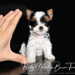 Biewer Terrier Puppies from Rocky Mountain Biewer Terriers