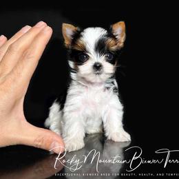 Biewer Terrier Puppies from Rocky Mountain Biewer Terriers