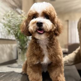 Nanny - Cavapoo