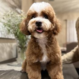 Nanny - Cavapoo