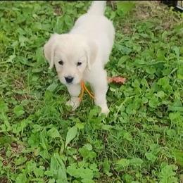 Ms. Orange - Light golden female Golden Retriever puppy in Campton, Kentucky from ElkRidge Goldens