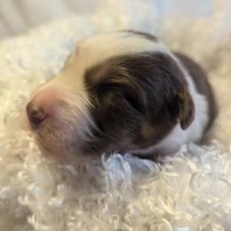 Australian Shepherd Puppies from Firelight Australian Shepherds