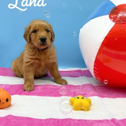 Golden Retriever Puppies from Nirvana Goldens