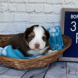 Boy 2 - Miniature Australian Shepherd puppy in Deridder, Louisiana from AussieSmiths