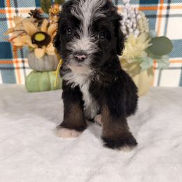 Bentley - Tri-color male Bernedoodle puppy in Luana, Iowa from Country View Bernedoodles and Goldendoodles