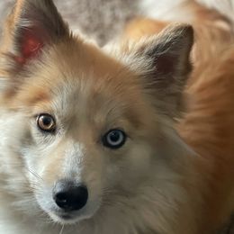 Pomskies from Blue Sky Pomsky