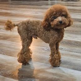 Meadowbrook's Tiny Red Teddy - Red  male Poodle puppy in Salem, Missouri from Meadowbrook Poodles
