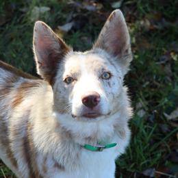 Trip - Border Collie