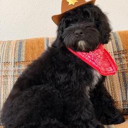 Motive - Black male Australian Labradoodle puppy in Valley Springs, California from Blue Denim Doodles