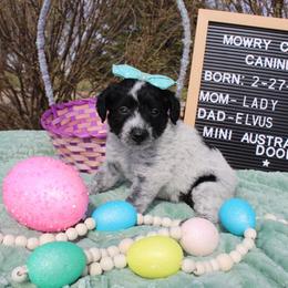 Molly - Black and white female Aussiedoodle puppy in Hopkins, Missouri from Mowry Creek Mini Aussiedoodles and More