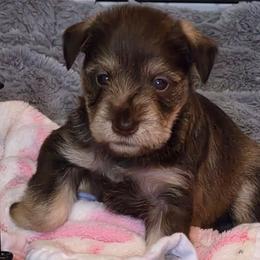 Hazel Bell - Liver female Miniature Schnauzer puppy in Fredericksburg, Virginia from Liver Legends