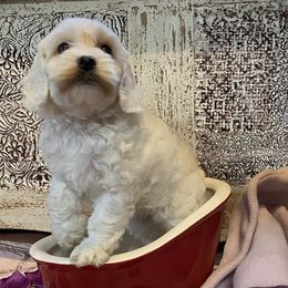 Cockapoo Puppies from Country J Canines