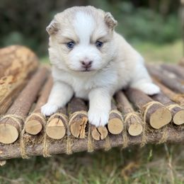 Blueberry - Blue female Pomsky puppy in Coos Bay, Oregon from Ocean View Pomskies