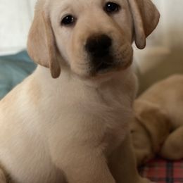 Labrador Retriever Puppies from Tobyan Labradors