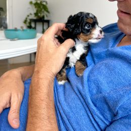 Cavapoo Puppies from The Cavapoo Club