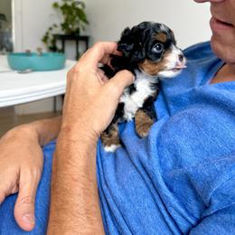 Cavapoo Puppies from The Cavapoo Club