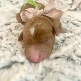 BRISKET - Red  male Goldendoodle puppy in Houston, Texas from Pia’s Doodle Poodle Wag