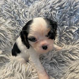 Cavalier King Charles Spaniel Puppies from Krawczyk's House of Cavaliers