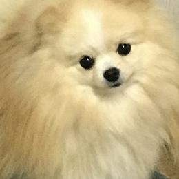Kirby - Pomeranian