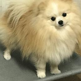 Kirby - Pomeranian