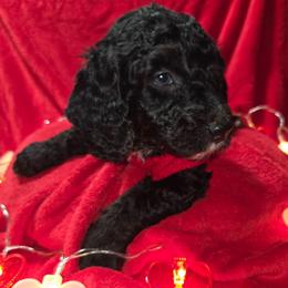 Charlie Brown - Black and white male Aussiedoodle puppy in Cumberland, Rhode Island from W Doodle Crew