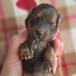 Barrett - Red male Dachshund puppy in Loganville, Georgia from Royal Dackel Haus