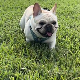 French Bulldogs from Halo Hand Frenchies