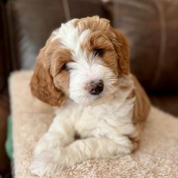 Lucky Jasper - Phantom male Goldendoodle puppy in Great Falls, Montana from AnneLuna Goldendoodles
