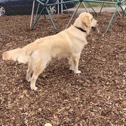 Sierra - Golden Retriever