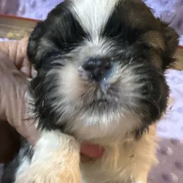 Hal - Red and white male Shih Tzu puppy in Corpus Christi, Texas from Pam Crump Shih Tzu