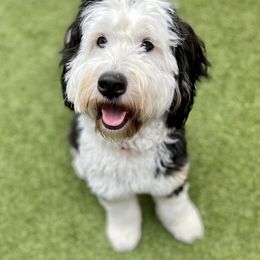 Bernedoodle and Goldendoodle All Grown Up from Stony Meadow Puppies
