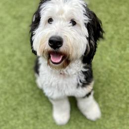 Bernedoodle and Goldendoodle All Grown Up from Stony Meadow Puppies