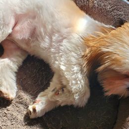 Shih Tzus and Yorkshire Terriers from Dakota's lil Fur Babies