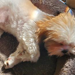 Shih Tzus and Yorkshire Terriers from Dakota's lil Fur Babies