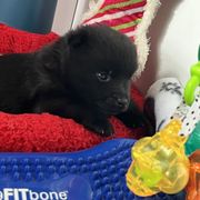 Schipperke Puppies from Expedition Schipperkes