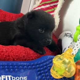 Schipperke Puppies from Expedition Schipperkes