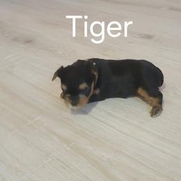 TIGER - Black and tan male Yorkshire Terrier puppy in Chickasha, Oklahoma from SISSYS YORKIES