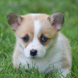 Ellie - Red female Pembroke Welsh Corgi puppy in Morgantown, Pennsylvania from GoldStar Corgis (License Number 18519)