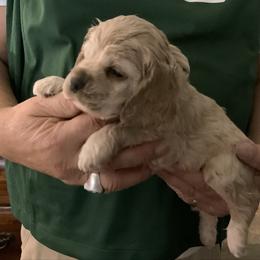 Forrest - Buff male Cocker Spaniel puppy in Garland, Texas from Palms Cocker Spaniels of Texas