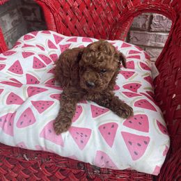 Maltese, Poodle, and Shih Tzu Puppies from Happy puppies